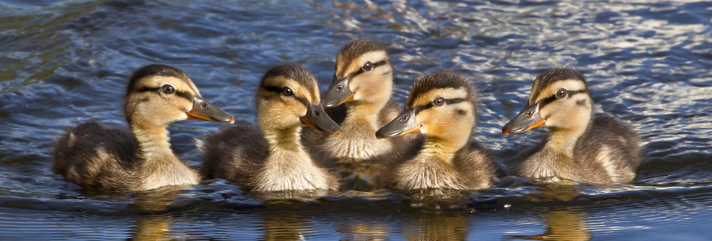 Musselburgh Camera Club