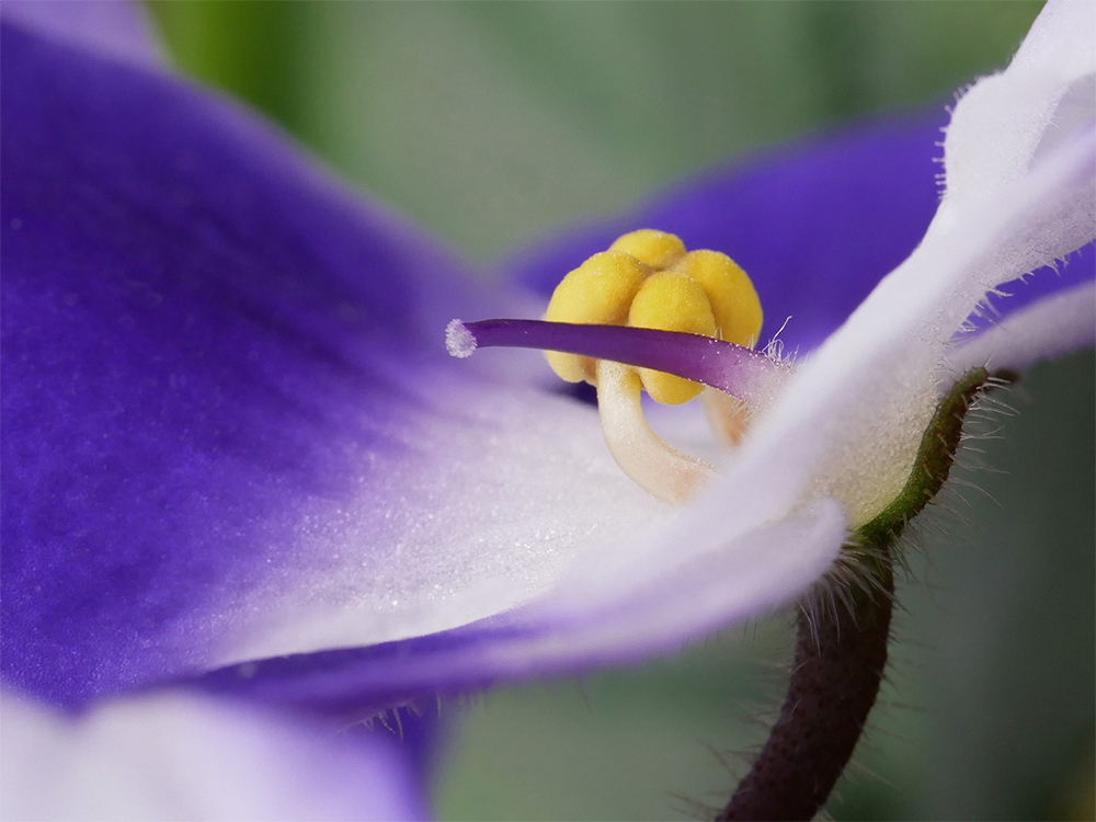 Musselburgh Camera Club