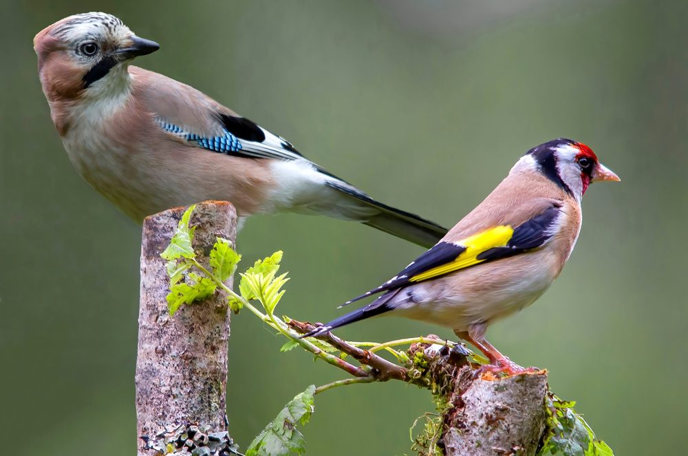 Musselburgh Camera Club