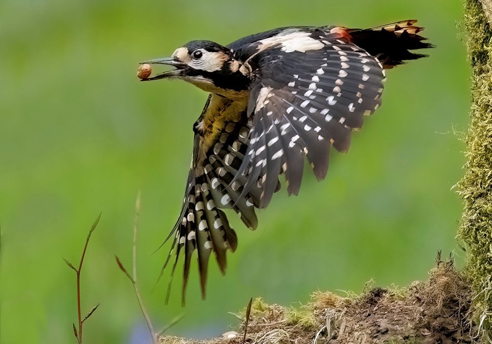 Musselburgh Camera Club